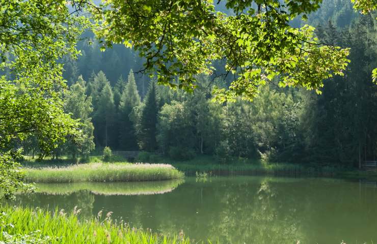 Stagno piante