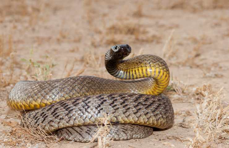 Australia serpenti più pericolosi