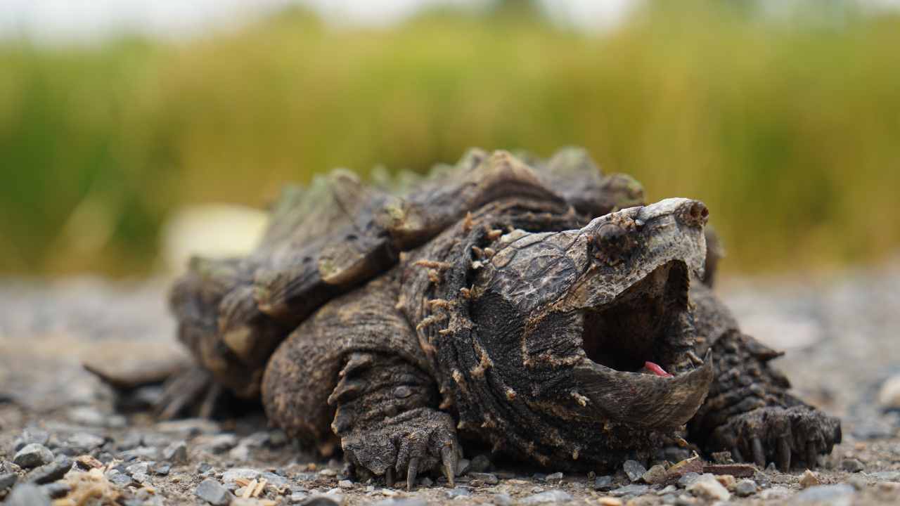 Tartaruga azzannatrice capena