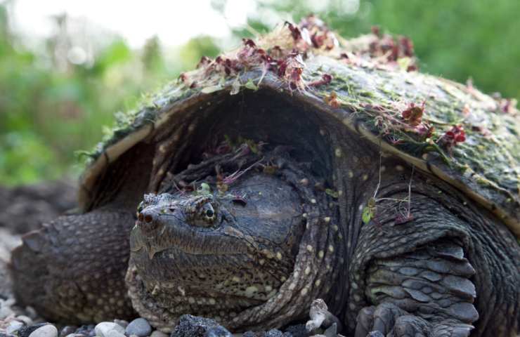 Tartaruga azzannatrice come riconoscerla