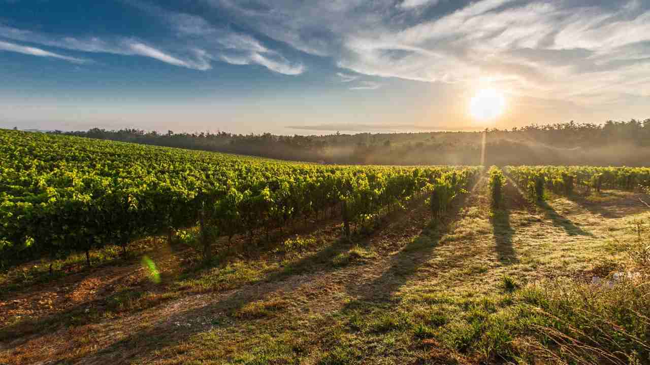 Terreno agricolo: tutti i dettagli