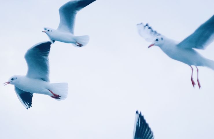 Uccelli, protetti in Olanda dalle pale eoliche