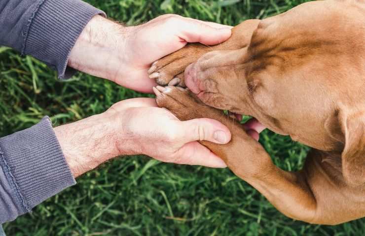 abbandono animale maltrattamento salvato volontari