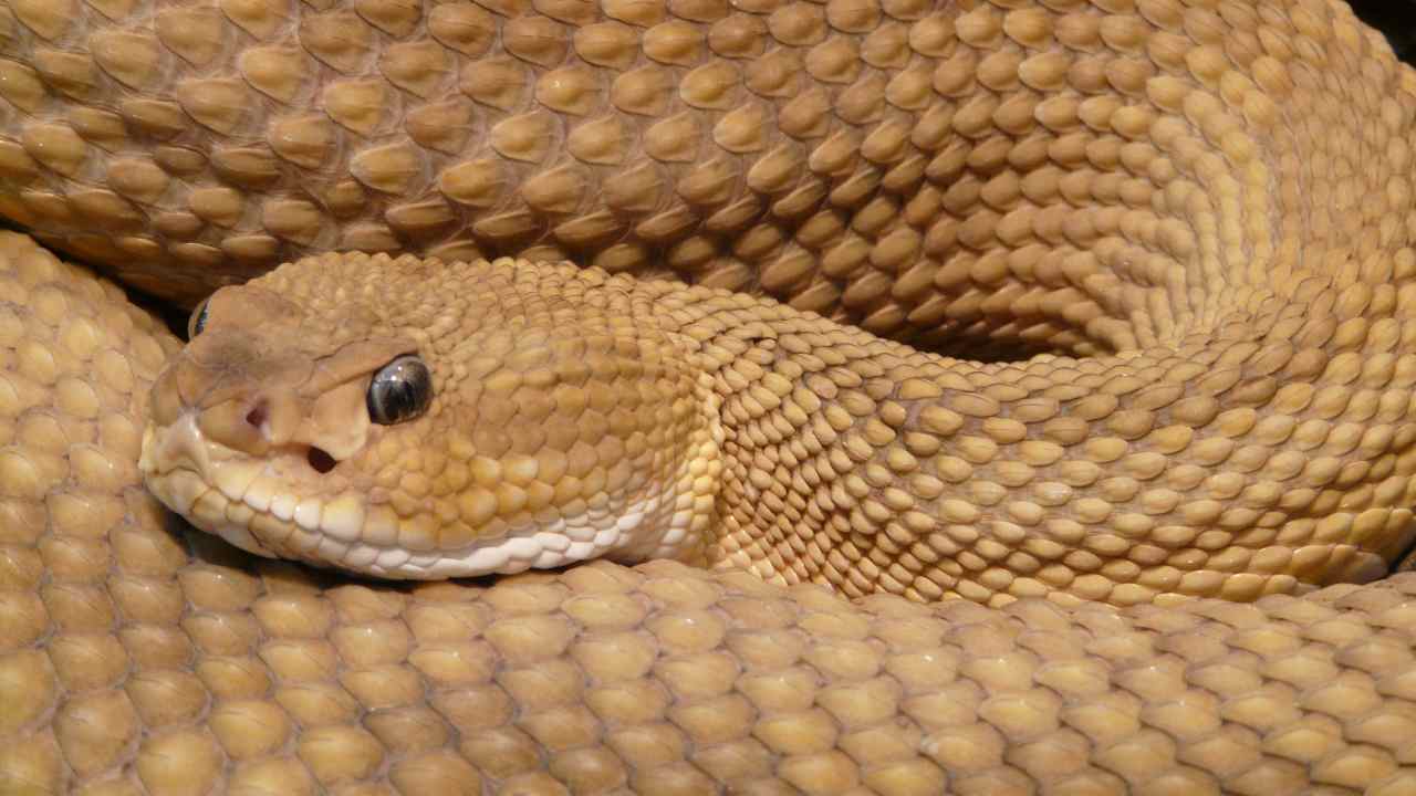 Vipera protagonista di una vicenda da brivido