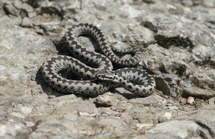 vipera attacca uomo