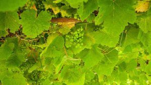 Mal dell’Esca, malattia della vite: cos'è e come curarla