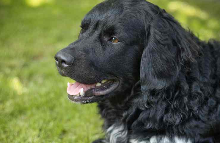 Nati Regno Unito cuccioli Spaniel Olandese