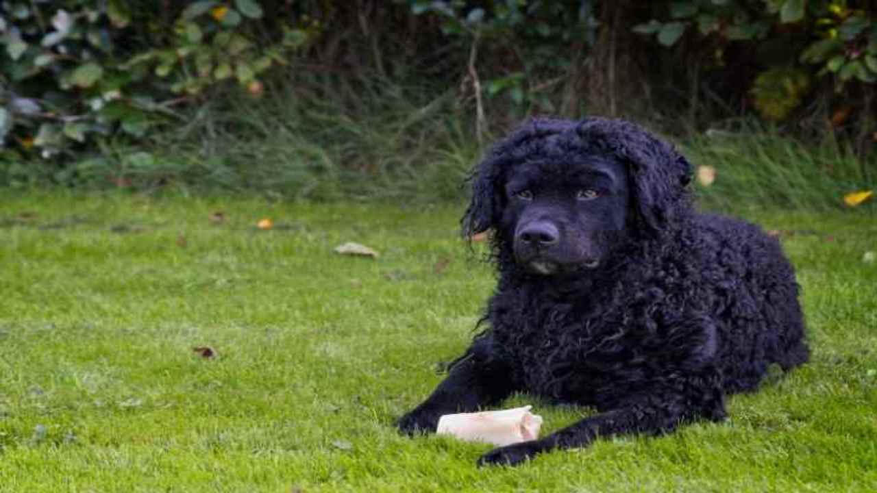 Wetterhoun razza costosa nati cuccioli