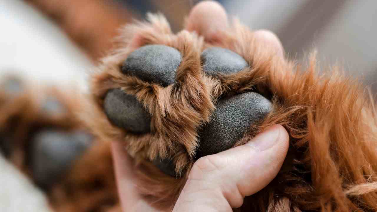 cosa è successo reazione cane padrone