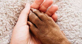 Cucciolo terrorizzato non riesce a guardare nessuno: poi finalmente incontra l’amore