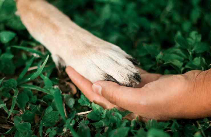 Wetterhoun razza nati otto cuccioli eventi