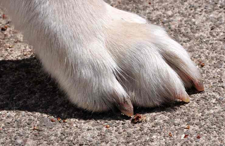 El perro encontró una historia de piel de chile.