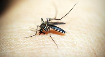 Zanzare: se vuoi tenerle alla larga non usare questi profumi
