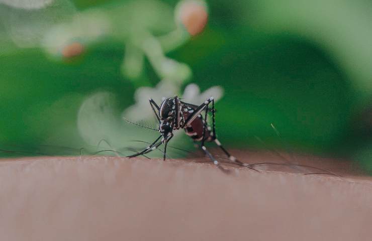 Zanzara, la soluzione green che cambia tutto