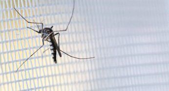 Non avere zanzare intorno per tutta l’estate: i rimedi super efficaci (e naturali)