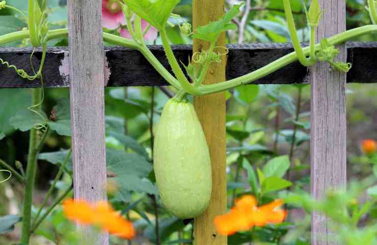 Zucchina in orto 