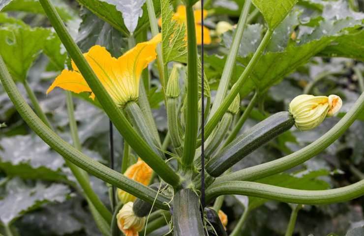 zucchine addio gusto amaro 