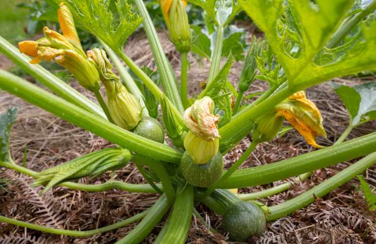 zucchine quelle appena cresciute vanno raccolte