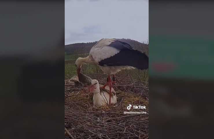 Live storks