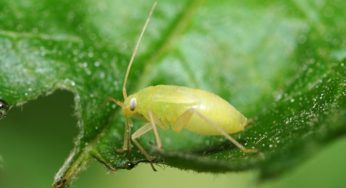 Afidi, parassiti delle piante: i metodi naturali per non farli avvicinare