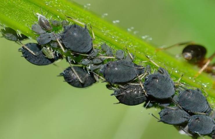 afidi piante rimedi naturali