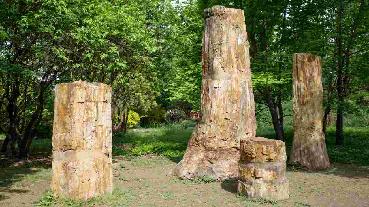 foresta fossile antica scoperta