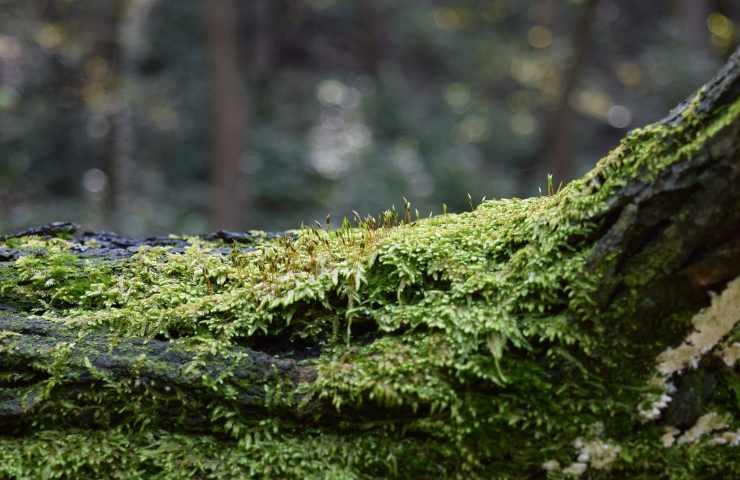 albero monumentale Campania vandalizzato