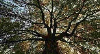 Albero monumentale d’Italia: poco dopo la proclamazione è già stato vandalizzato