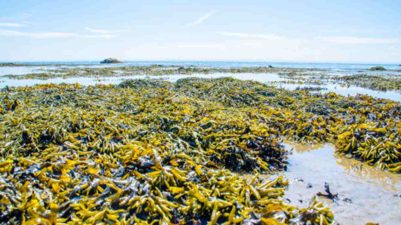 alghe invasione guadalupe