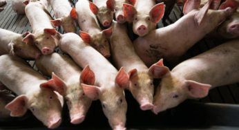 Olanda, dimezzare le emissioni degli allevamenti: cosa cambierà