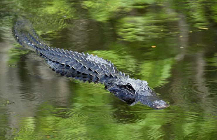 alligatore morde uomo in Florida