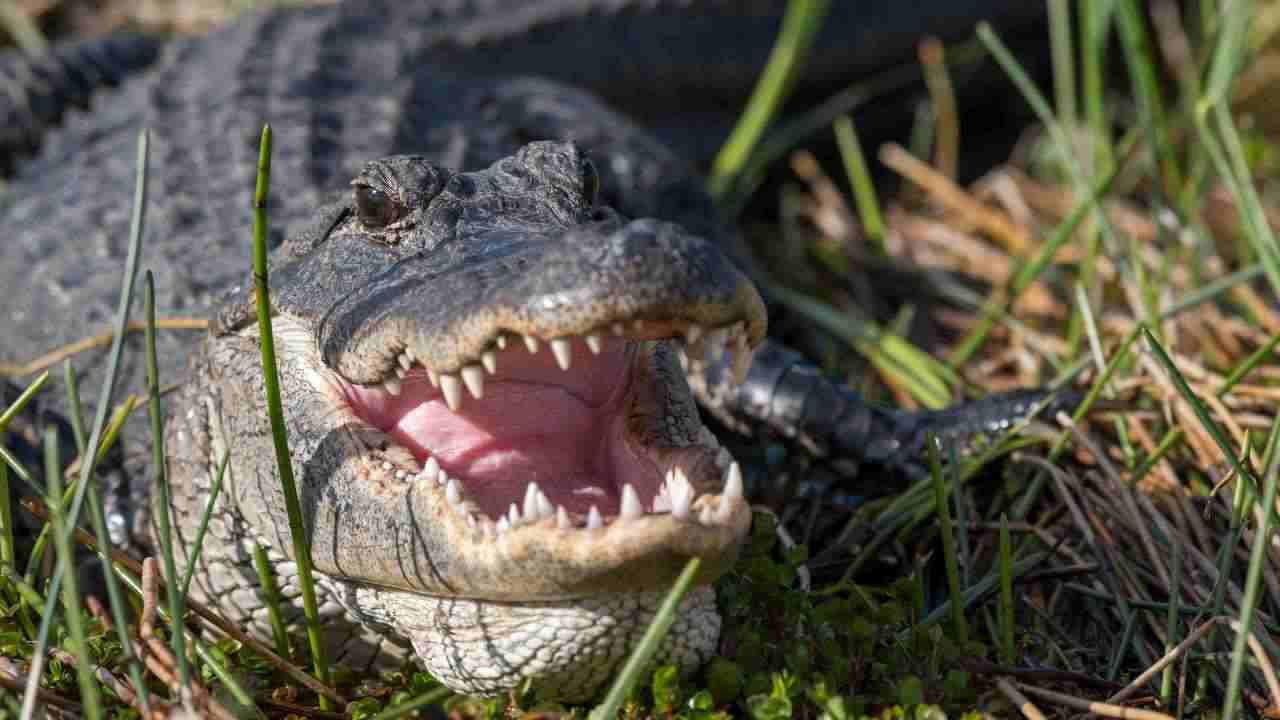 alligatore catturato in un giardino tra le case