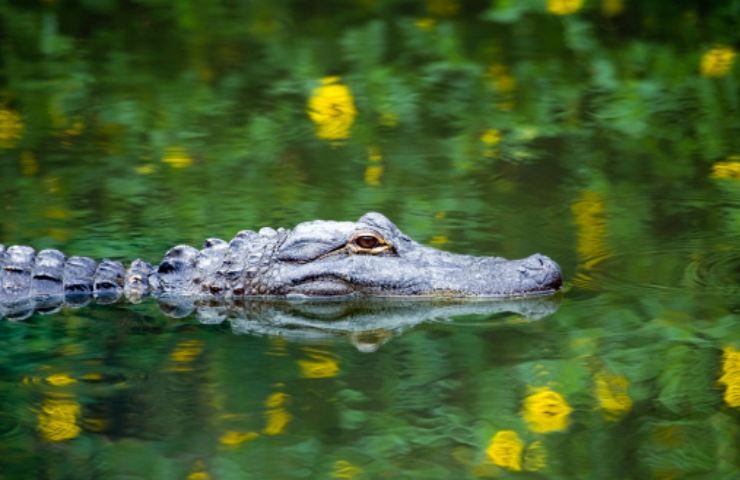 alligatore morde uomo in Florida