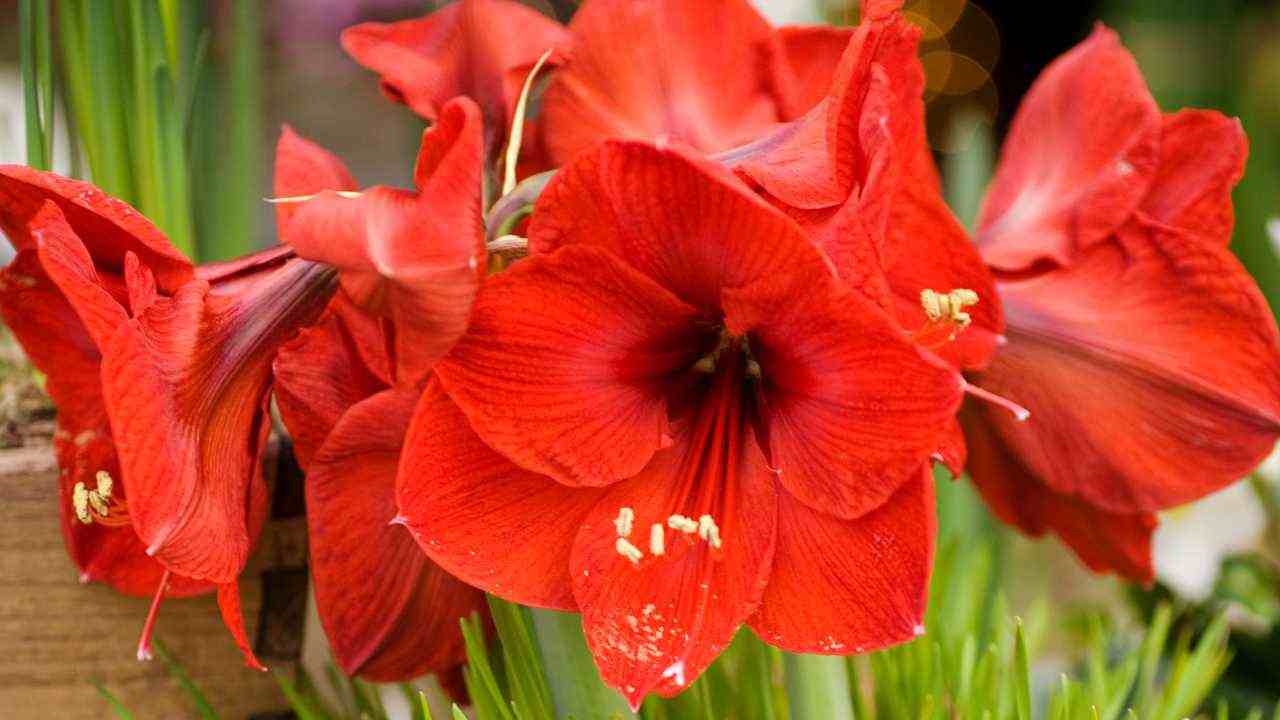 trucchi per far fiorire gli amaryllis