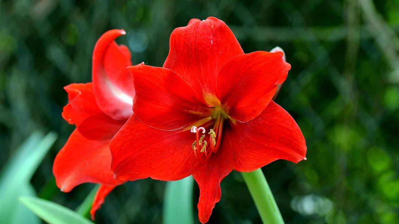 Bulbi Di Amaryllis In Cera Dorata - 2 Bulbi Grandi 26/28 Cm, Fioritura Facile Senza Terra, Piante Esclusive Dall'Olanda