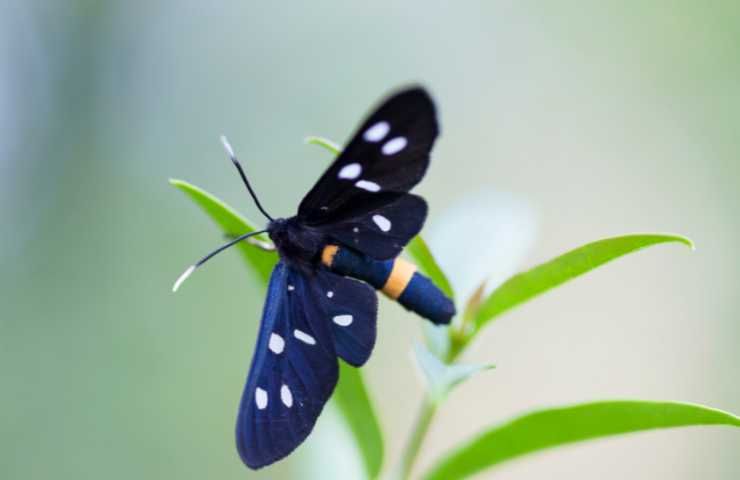 farfalla nera e punti bianchi