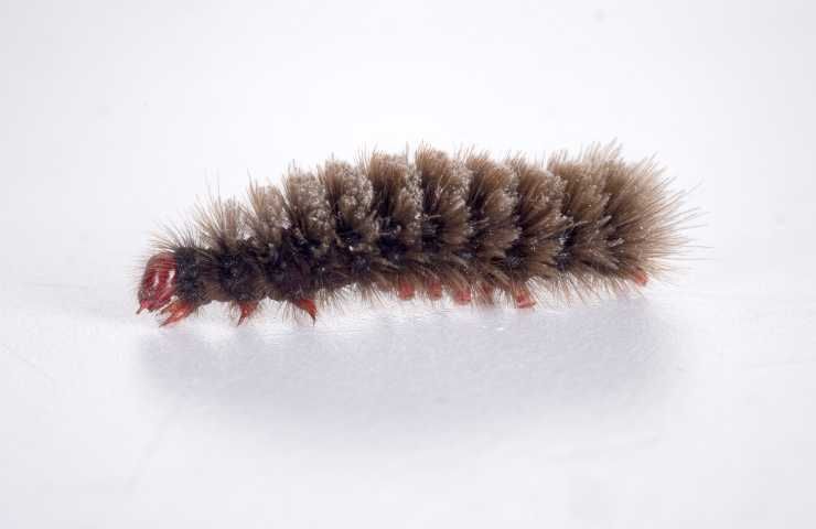 larva di farfalla pelosa non velenosa
