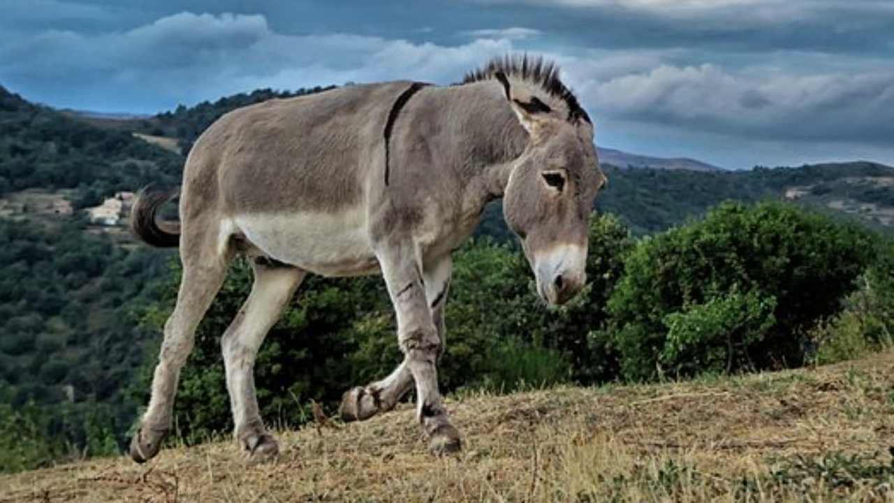 asino giornata mondiale