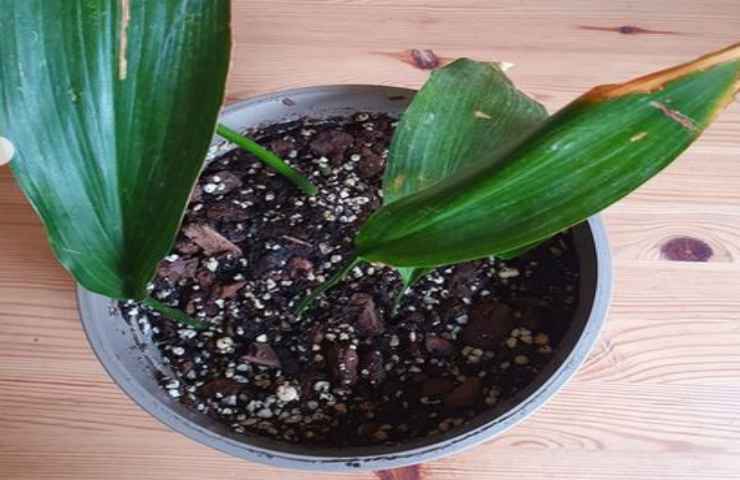 curare pianta aspidistra