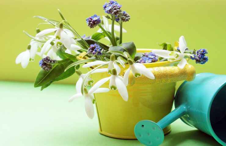 annaffiatoio vaso fiori