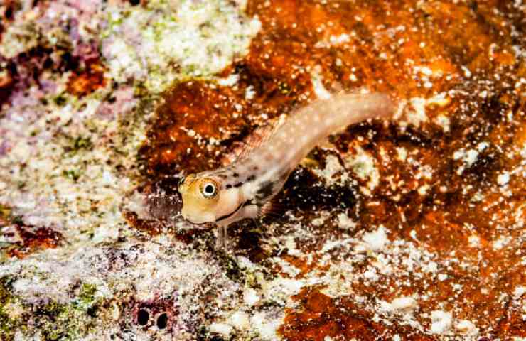 bavosa pesce caratteristiche