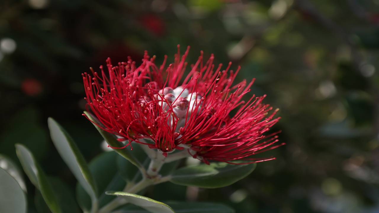 salsedine vento fiore 