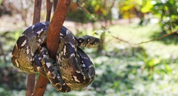 Boa Constrictor: caratteristiche e cosa mangia il rettile capace di ingoiare grandi prede