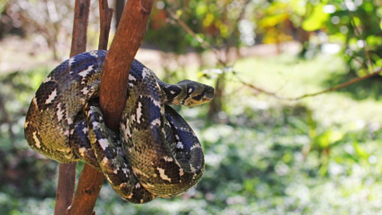 boa constrictor dove vive