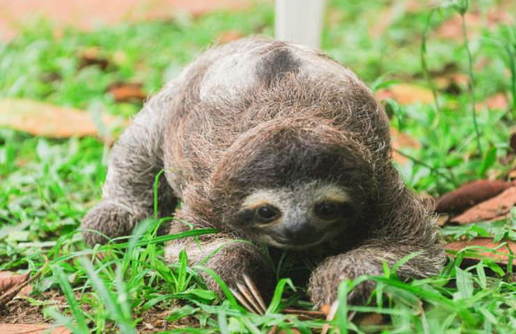 Bradipo caratteristiche e habitat