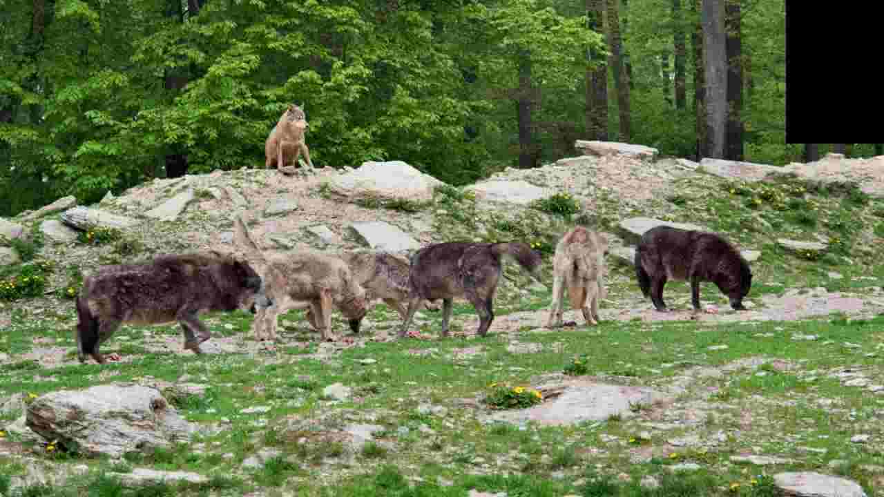 lupi uccidono cavalli lipizzani a montelibretti