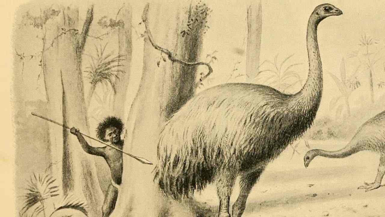 cosa era il moa della nuova zelanda