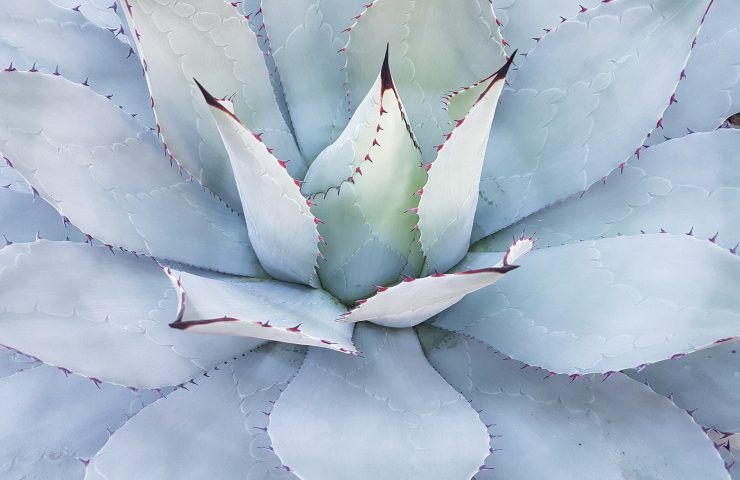 Haworthia Cooperi aloe 