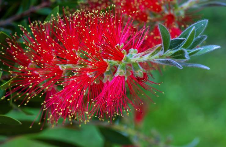 salsedine vento callistemon