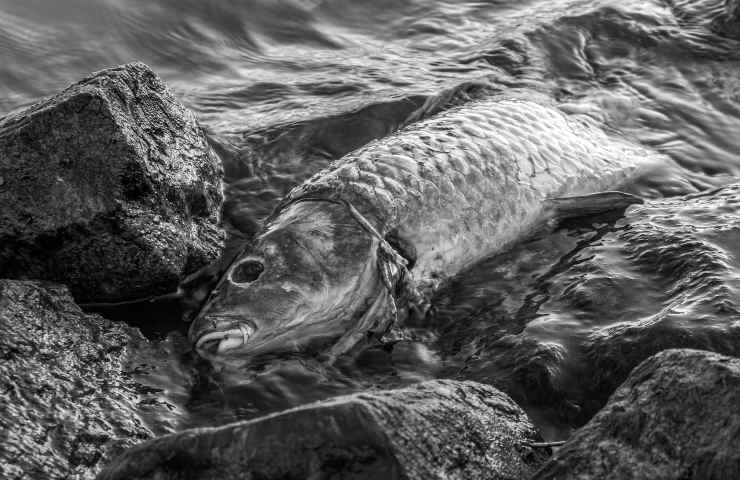 farine pesce danni ambientali